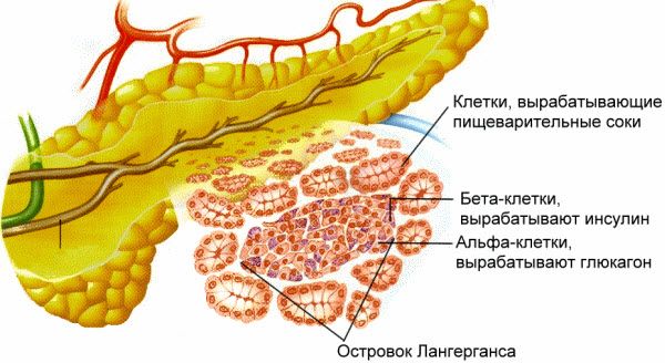 Клеточное строение поджелудочной железы Клеточное строение поджелудочной железы