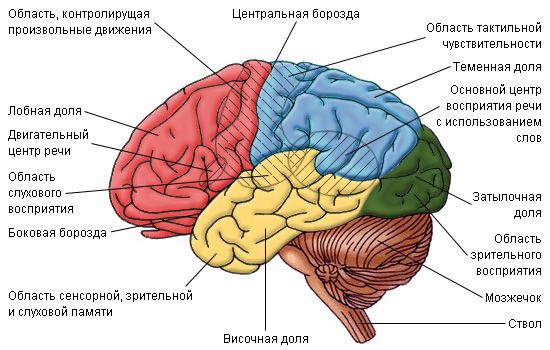 Расположение центров восприятия в головном мозге