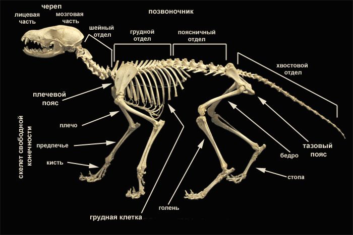 Скелет млекопитающих