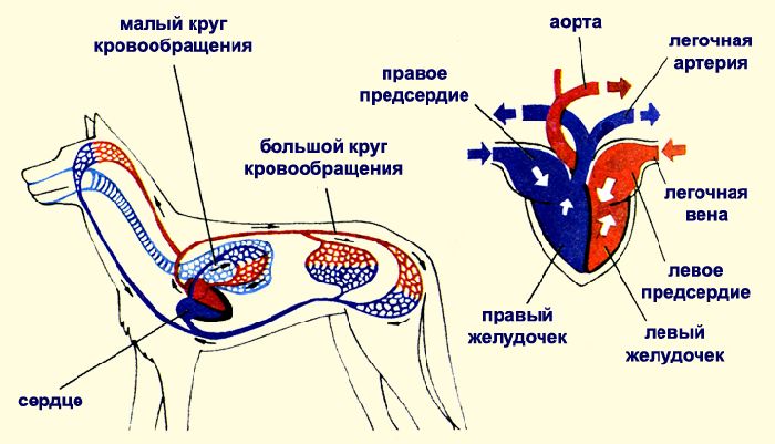 Схема кровеносной системы млекопитающего