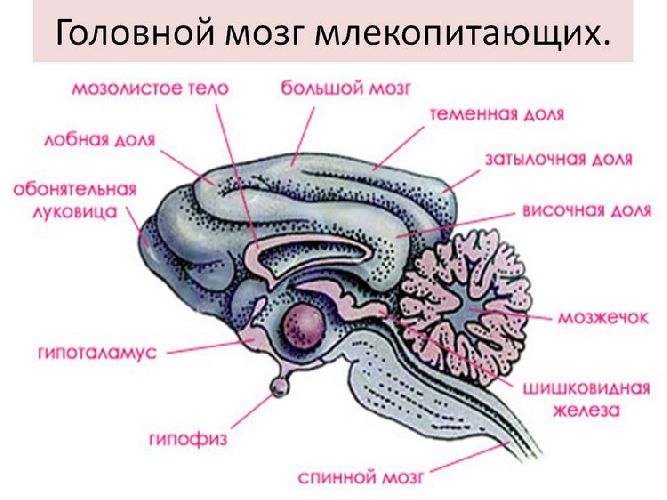Головной мозг млекопитающего