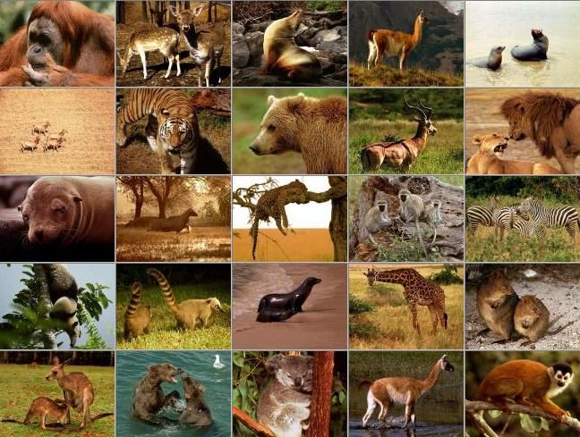 Многообразие млекопитающих