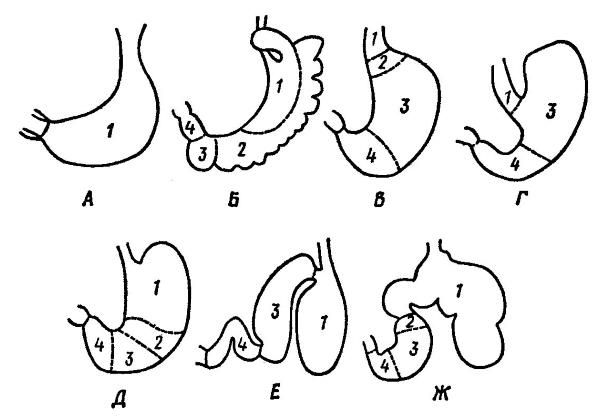 Различные формы желудков млекопитающих