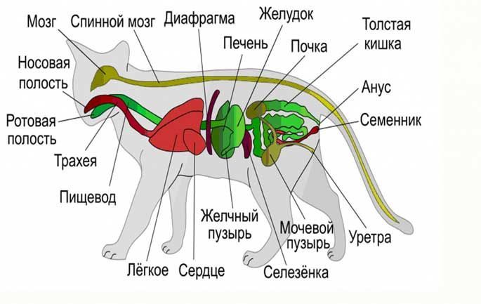 Внутренние органы млекопитающих
