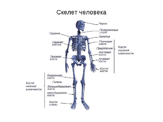 Общее строение скелета