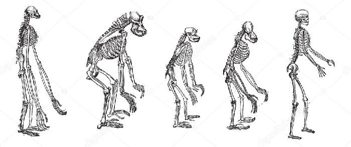 Сравнение скелетов человека и других приматов