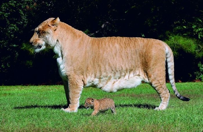 Лигр – гибрид льва и тигрицы