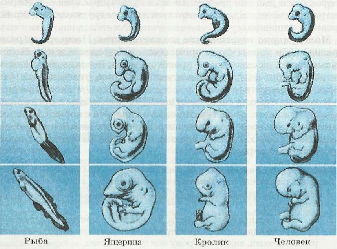 Сравнение зародышей разных животных