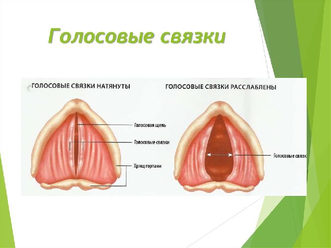 Расположение голосовых связок у человека рисунок