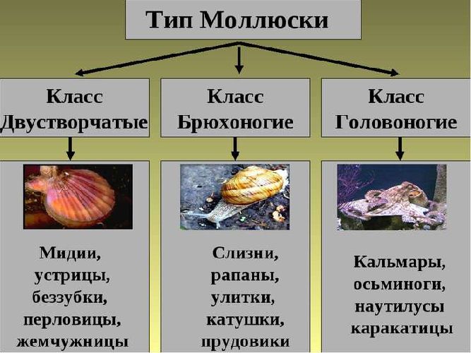 Классы моллюсков
