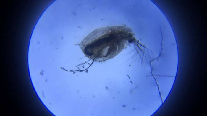 Дафния под микроскопом