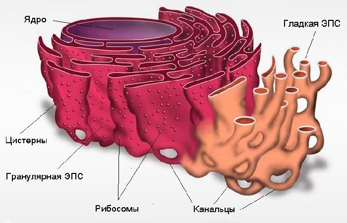 Рисунок ЭПС