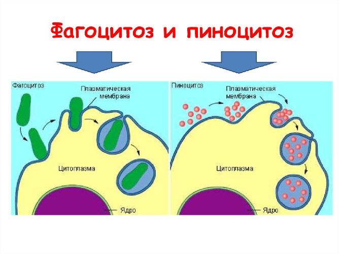 Схема пино- и фагоцитоза