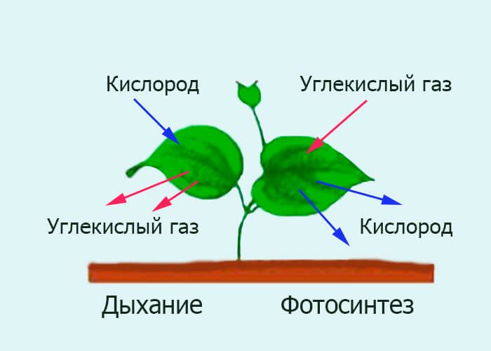 Фотосинтез и дыхание растений