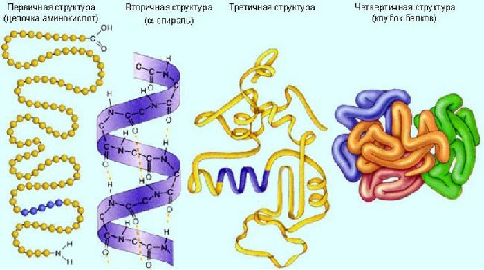 Строение белка