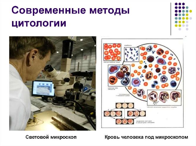 Современные методы цитологии