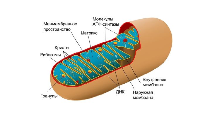 Митохондрии схема егэ