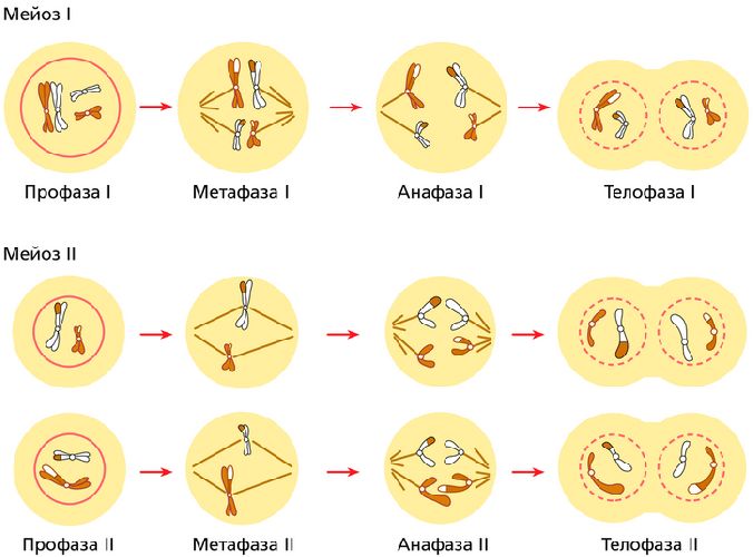 Какой процесс показан на рисунке митоз мейоз