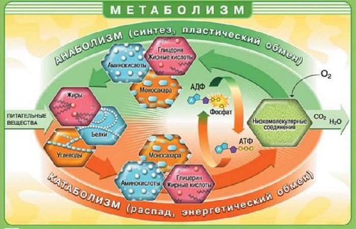 Реферат: Метаболизм как основа жизнедеятельности клетки