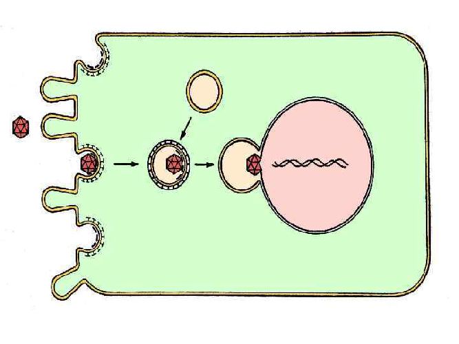 Схема проникновения вируса в клетку