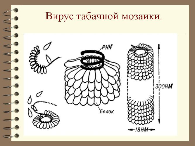 Вирус табачной мозаики фото под микроскопом