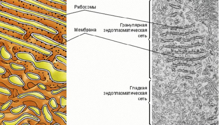 Какая структура клетки изображена на рисунке эндоплазматическая сеть плазматическая мембрана