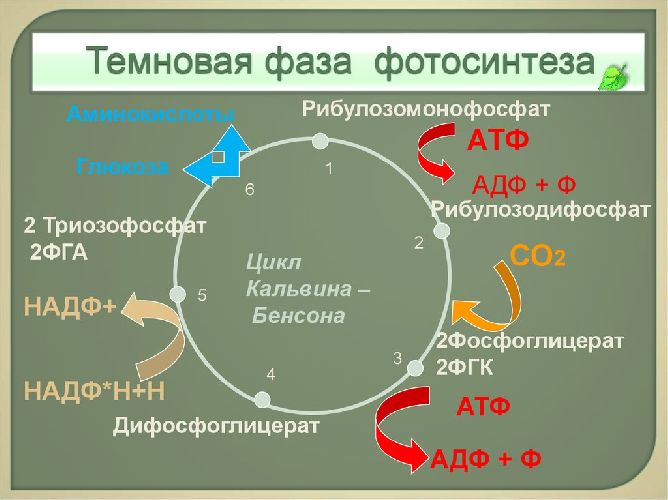 Схема темновой фазы фотосинтеза