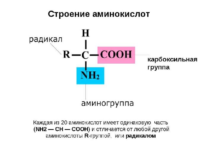 План конспект аминокислоты 10 класс
