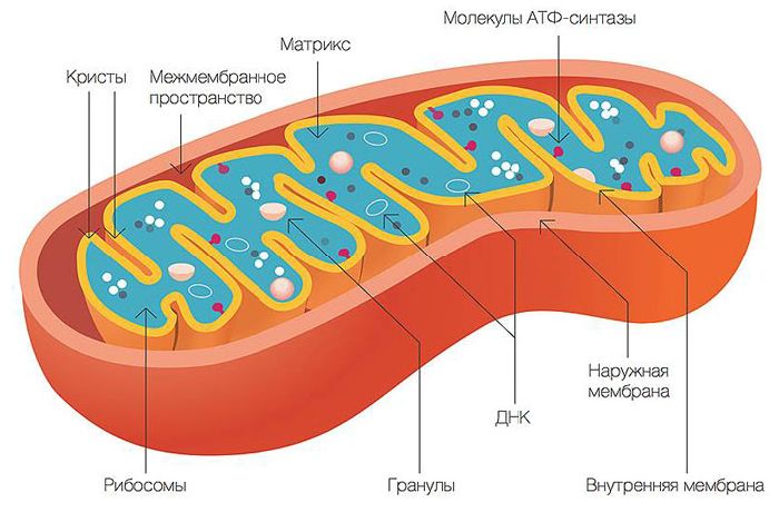 Строение митохондрии рисунок