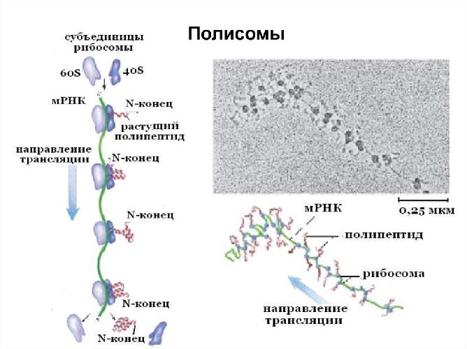 Полисомы и мРНК