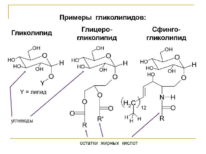 Что такое гольджи в биологии 8 класс. Смотреть фото Что такое гольджи в биологии 8 класс. Смотреть картинку Что такое гольджи в биологии 8 класс. Картинка про Что такое гольджи в биологии 8 класс. Фото Что такое гольджи в биологии 8 класс