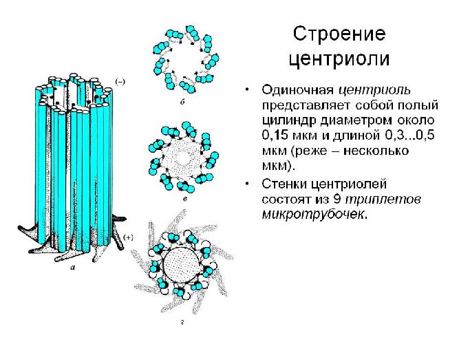 § 19. Строение и образование половых клеток