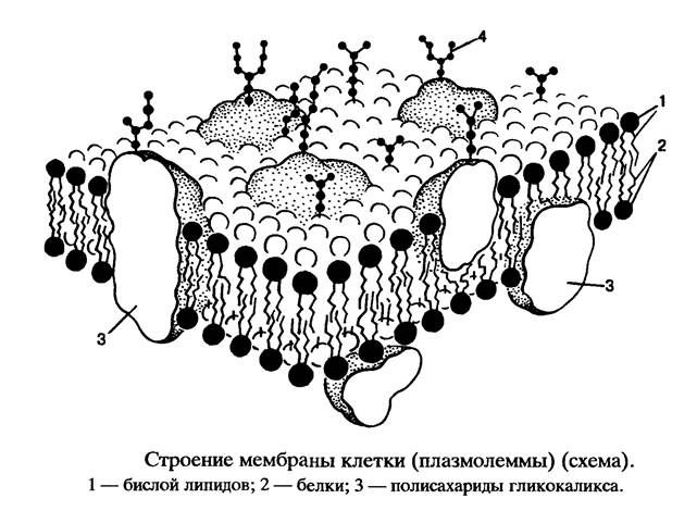 Строение плазмалеммы Строение плазмалеммы