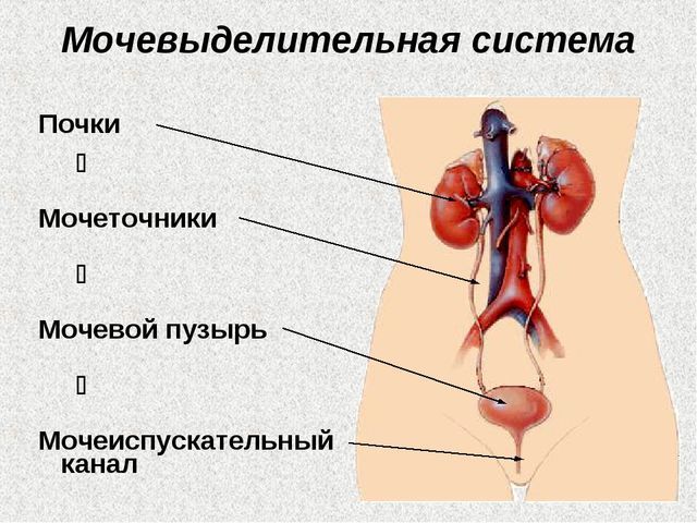 Реферат: Анатомия и физиология мочевой системы человека