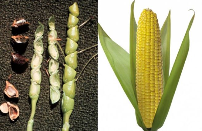 Сравнение дикой и окультуренной кукурузы