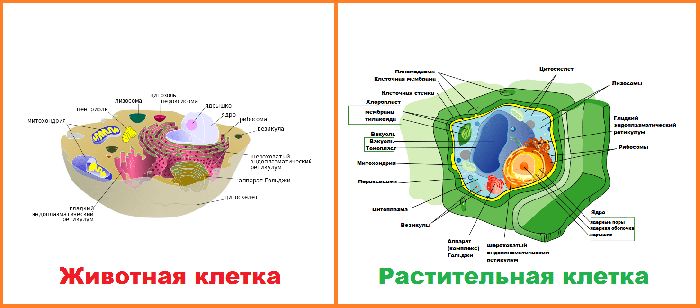 БИОЛОГИЧЕСКИЙ ОТДЕЛ ЦЕНТРА ПЕДАГОГИЧЕСКОГО МАСТЕРСТВА