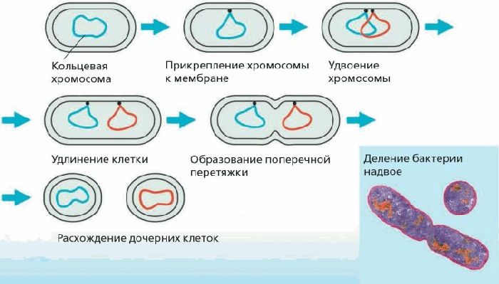 Деление бактерии Деление бактерии
