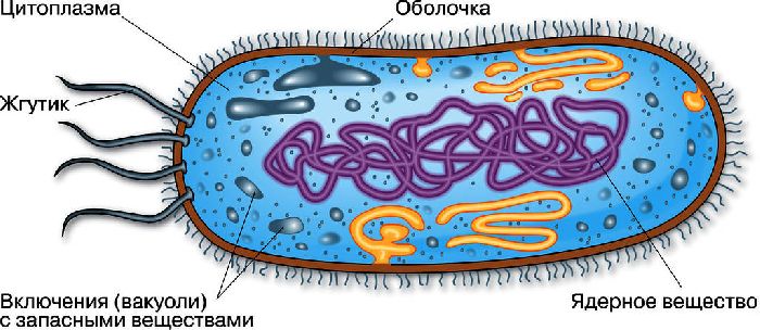 Схема строения прокариотической клетки