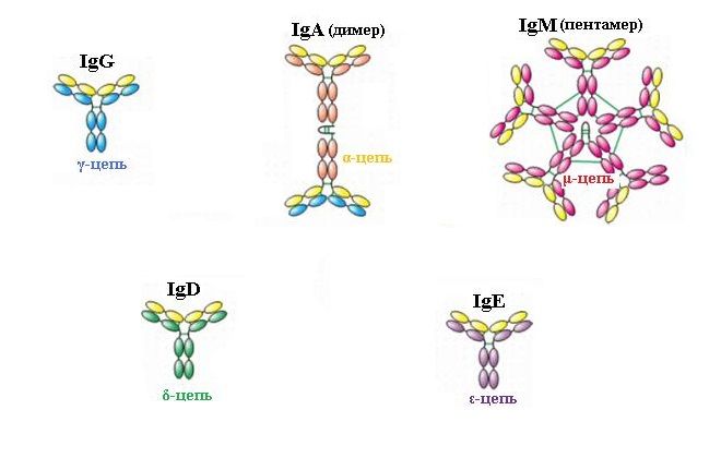 Схема иммуноглобулина g