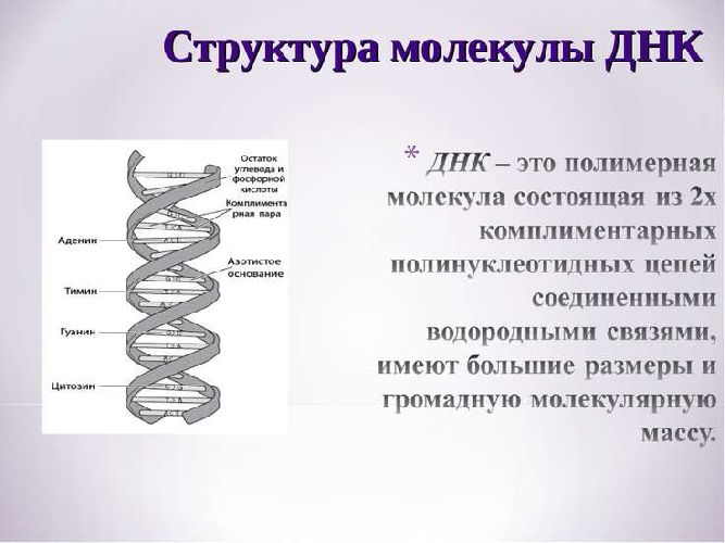 Структура молекулы ДНК