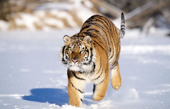 Амурский тигр зимой