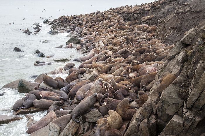 Лежбище моржей Лежбище моржей