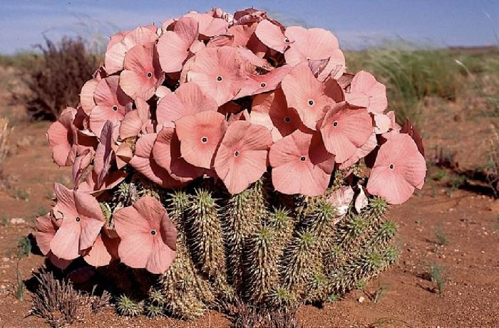 Кактус Hoodia Gordoni Кактус Hoodia Gordoni