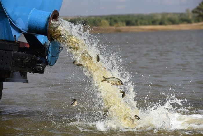 Зарыбление водоемов России