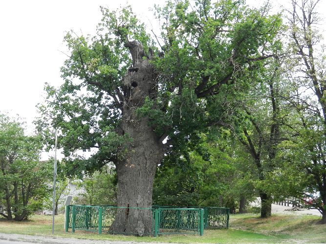 Памятник природы, Астраханский дуб