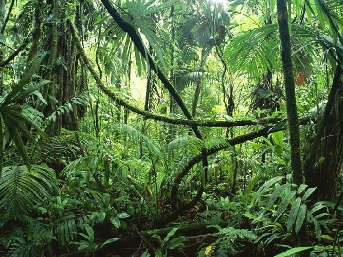 Дождевые леса Амазонки