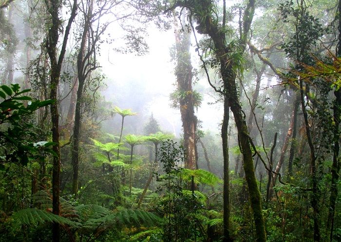 Влажный экваториальный лес