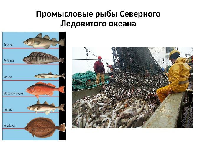Рыбы северного океана. Рыбы Северного Ледовитого океана. Промысловые рыбы. Морская Промысловая рыба. Промысловые животные рыбы.