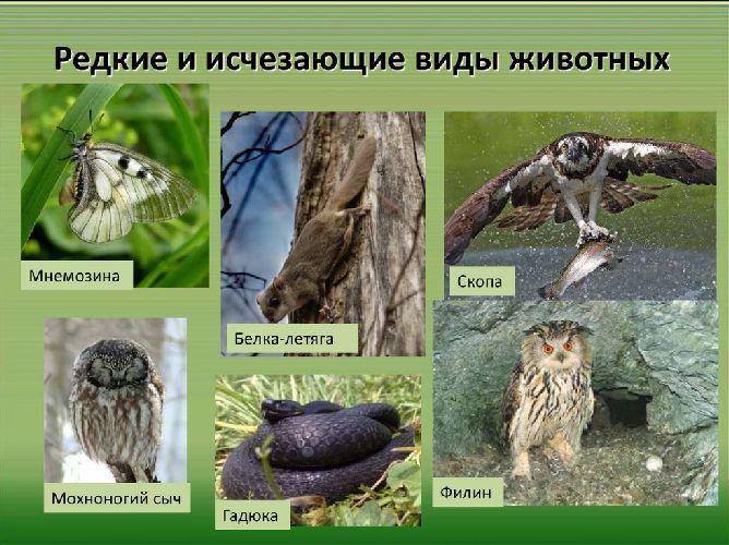 Презентация по окружающему миру "Красная книга Оренбургской области"