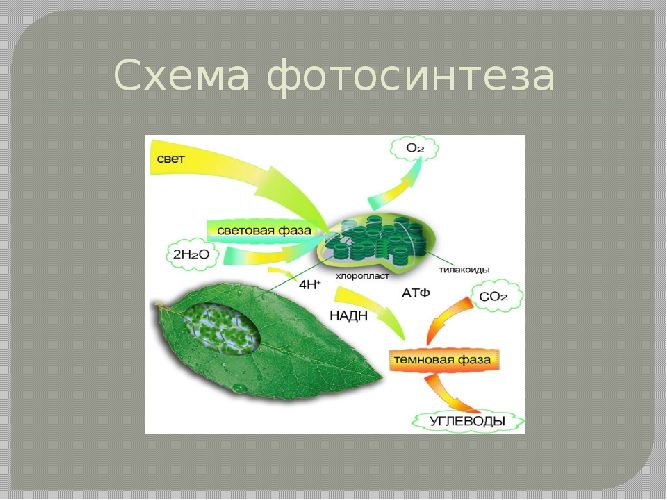 Фотосинтез